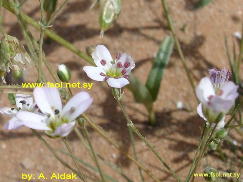 Gypsophila arabica Barkoudah.